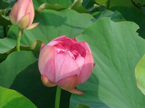 唐比ハス園の蓮